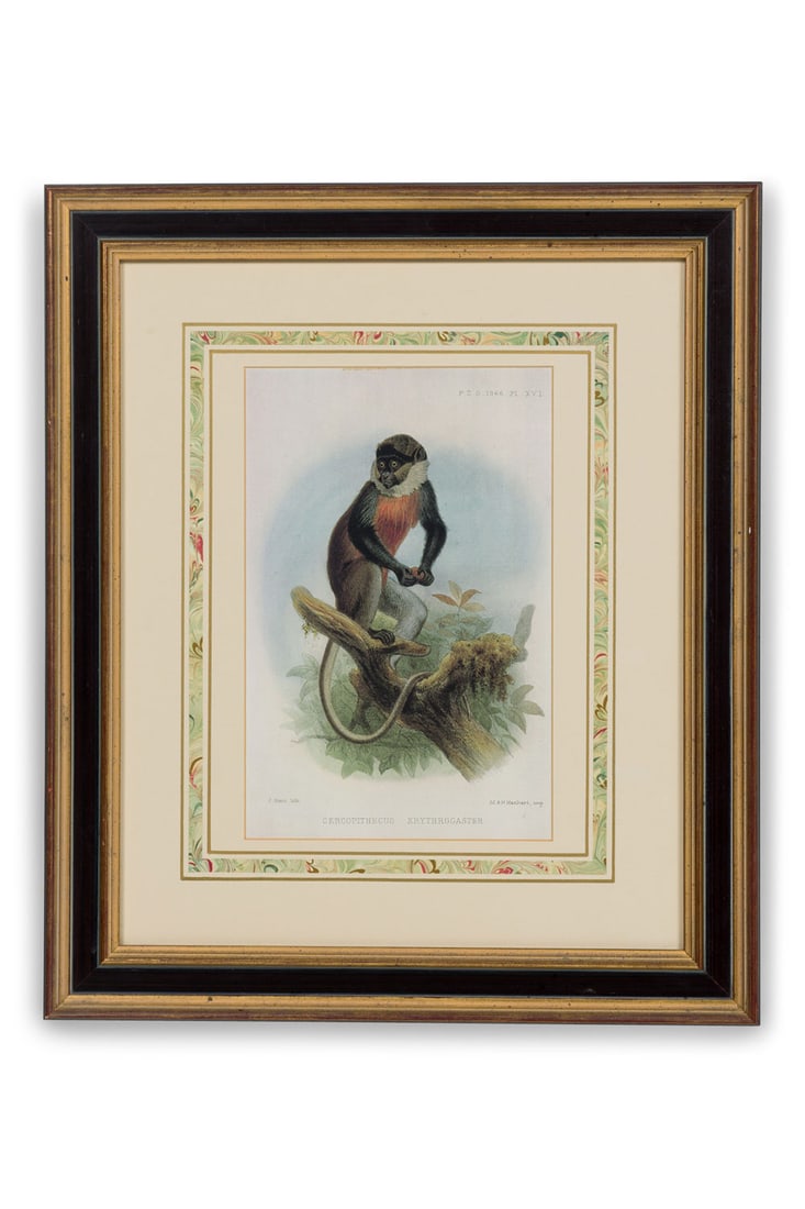 J Smith, (2) hand-colored engravings of Primates (1 of 9)