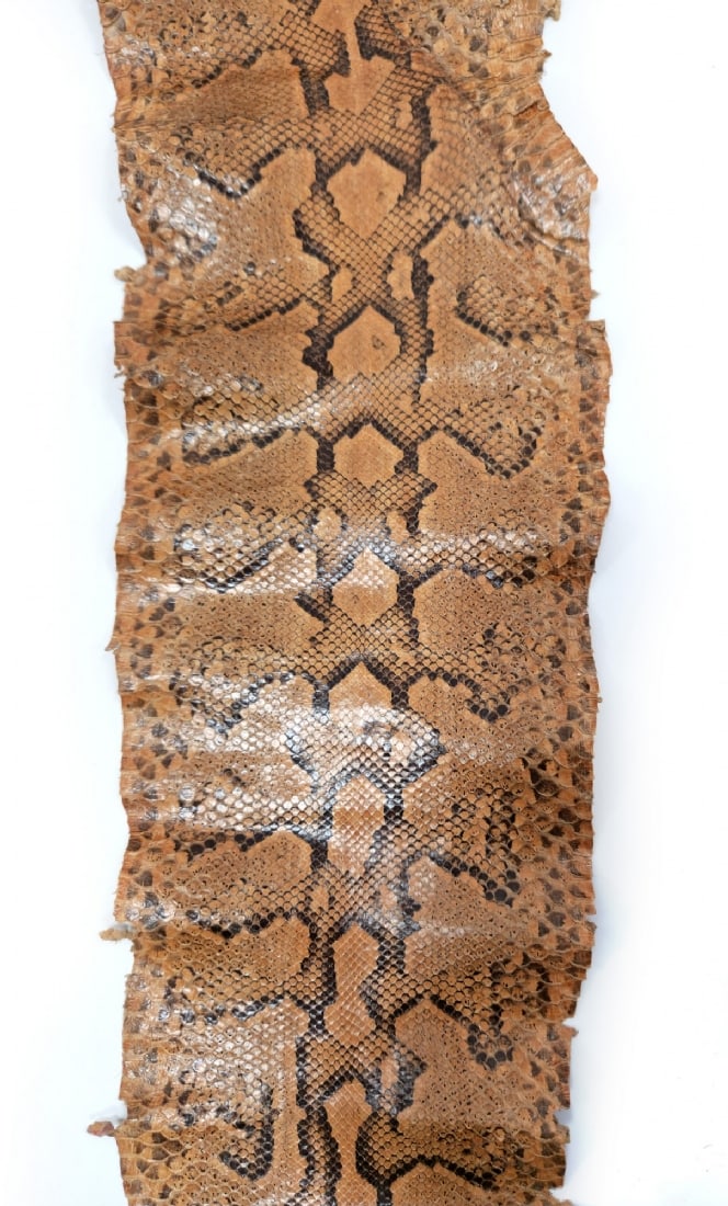 African Rock Python Skin - 2