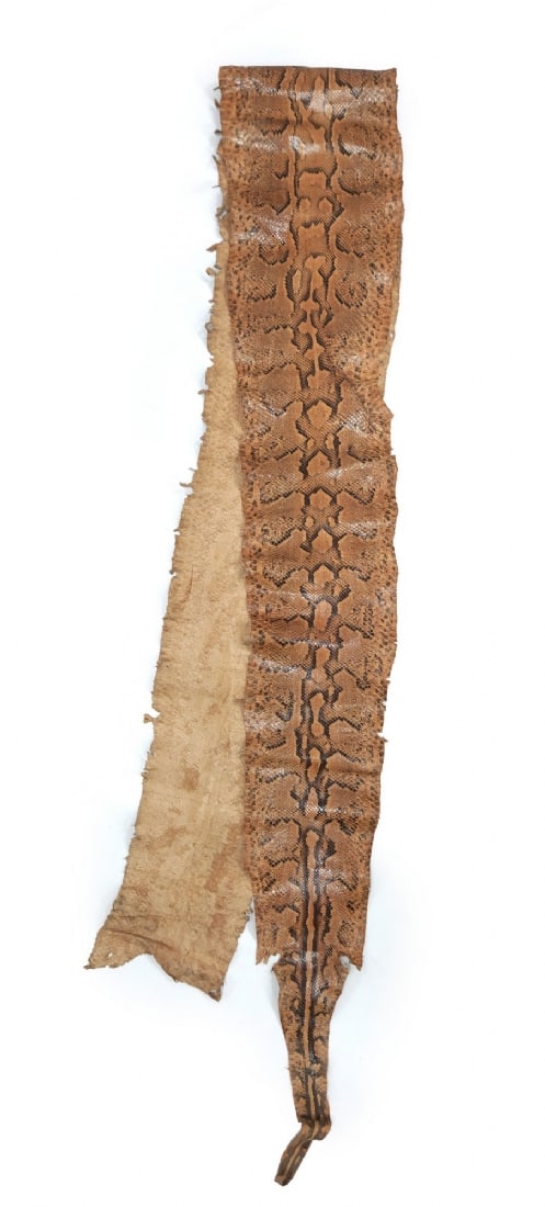 African Rock Python Skin - 3
