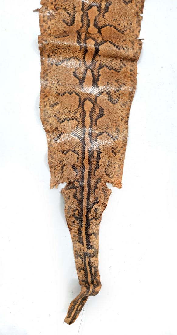 African Rock Python Skin - 4