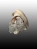 19th c Carved Cameo Shell