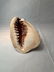 19th c Carved Cameo Shell - 3