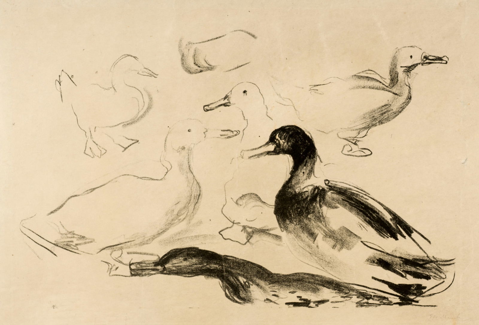 Edvard Munch (Løten 1863 - 1944 Oslo) Enten - Ducks: Edvard Munch (Løten 1863 - 1944 Oslo) Enten - Ducks 1912-1913 Lithograph on strong Japan paper 26x40.5 cm, image size; 33x54.2 cm, sheet size Signature Lower right signed by the artist in pencil
