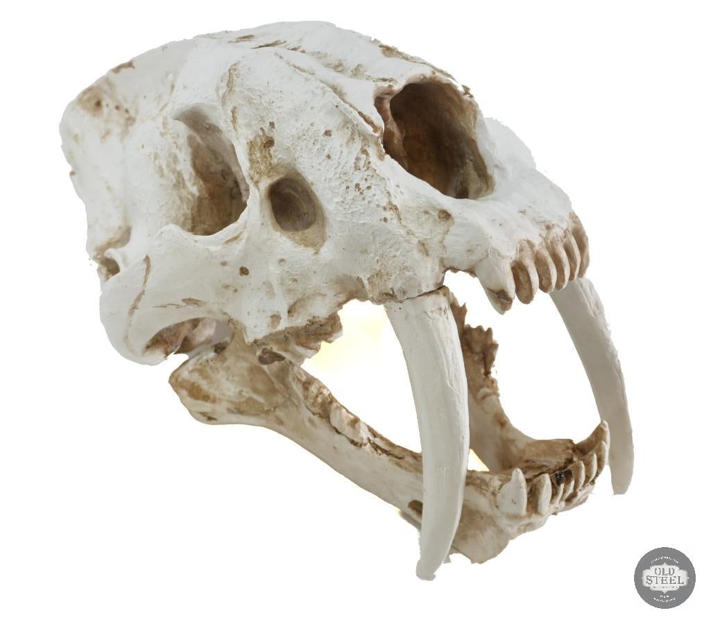 Realistic Smilodon Saber Toothed Tiger Skull (1 of 3)