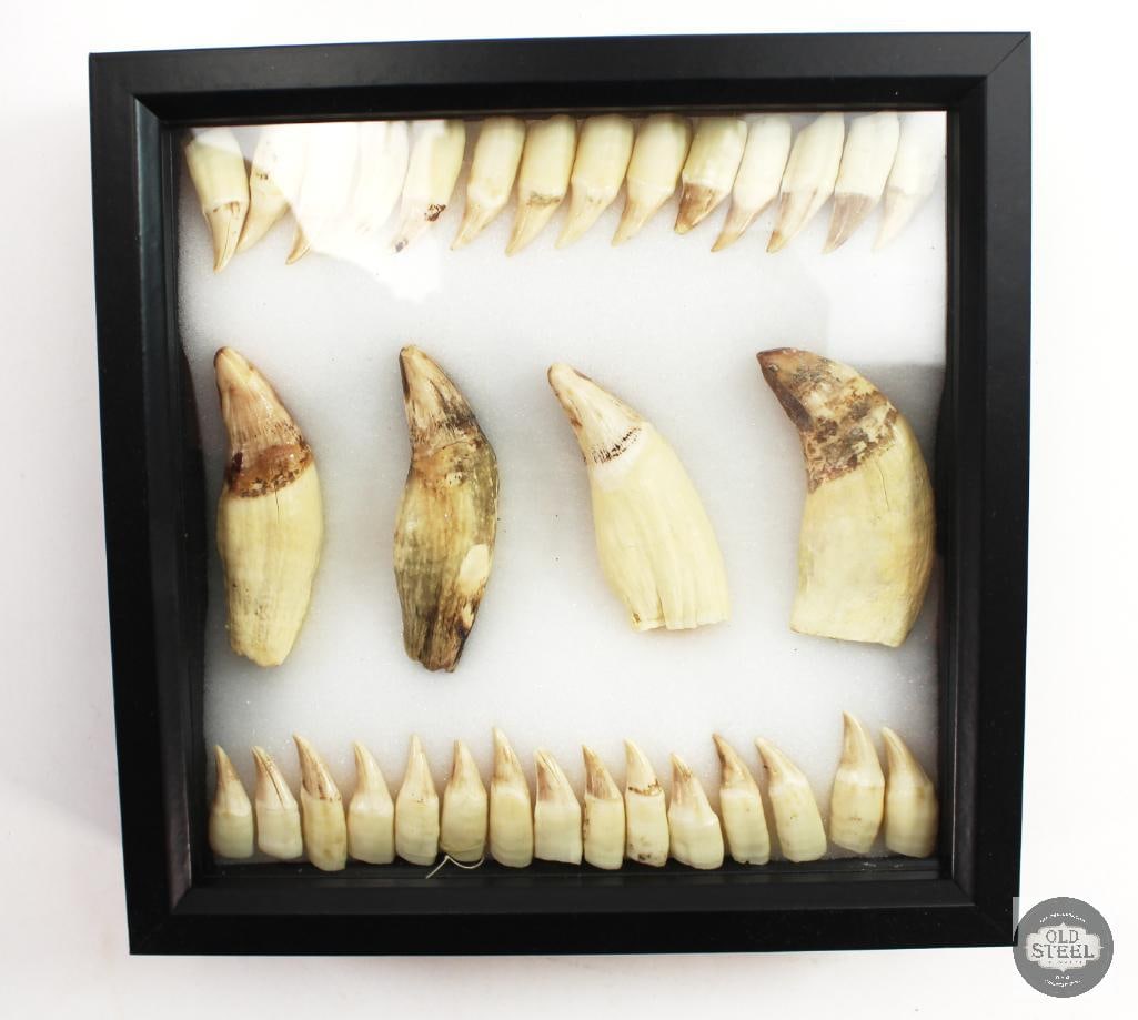 Black Bear Teeth Display - 9x9x3: 9x9x3 wall display case with black bear teeth! THIS ITEM IS AS PICTURED WITH NO FURTHER ATTACHMENTS. ALL SALES ARE FINAL. PLEASE REFER TO THE AUCTION DESCRIPTION, LOT #1 DESCRIPTION