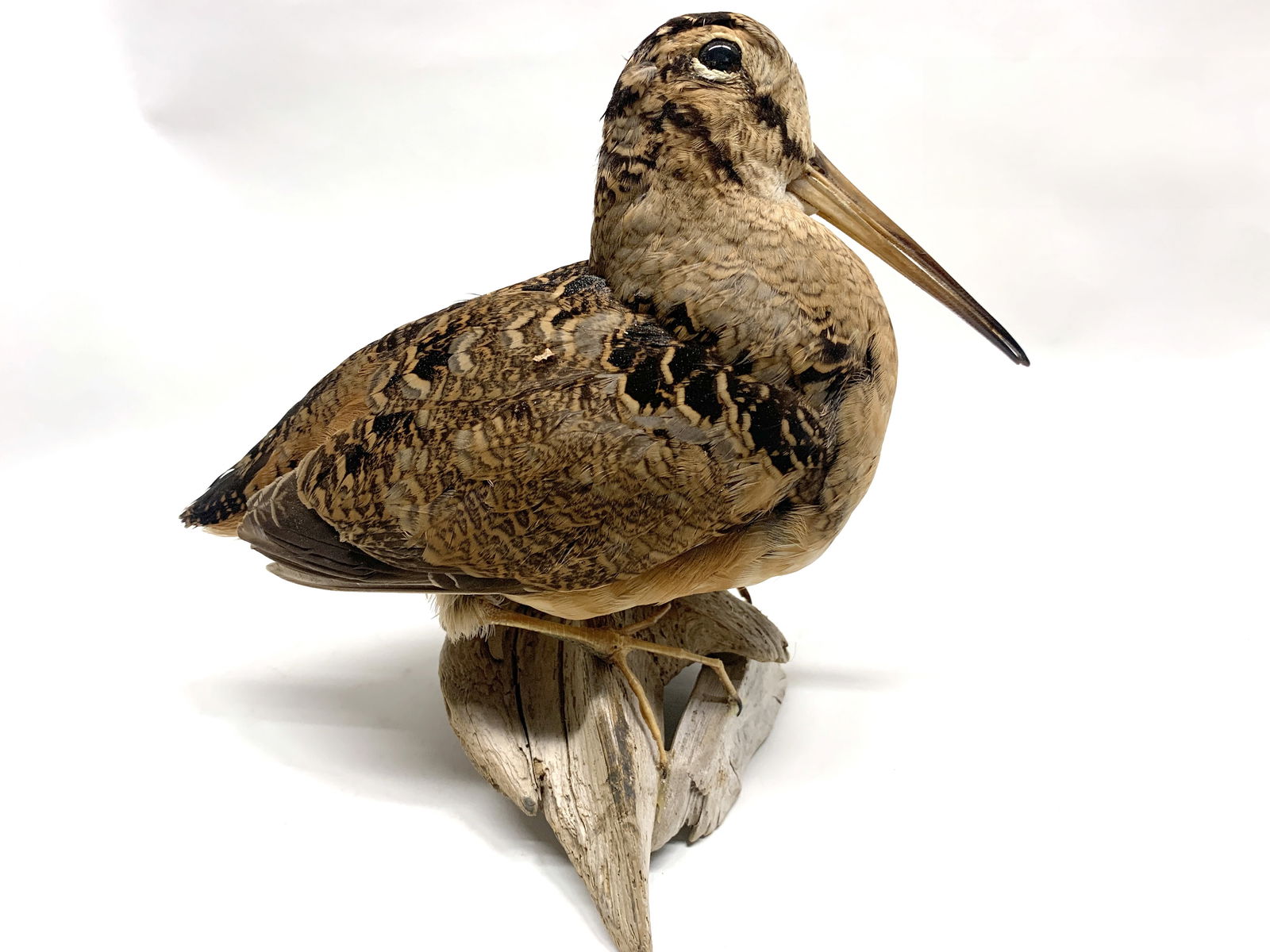 Bécasse d’Amérique naturalisée (taxidermie) (1 of 2)