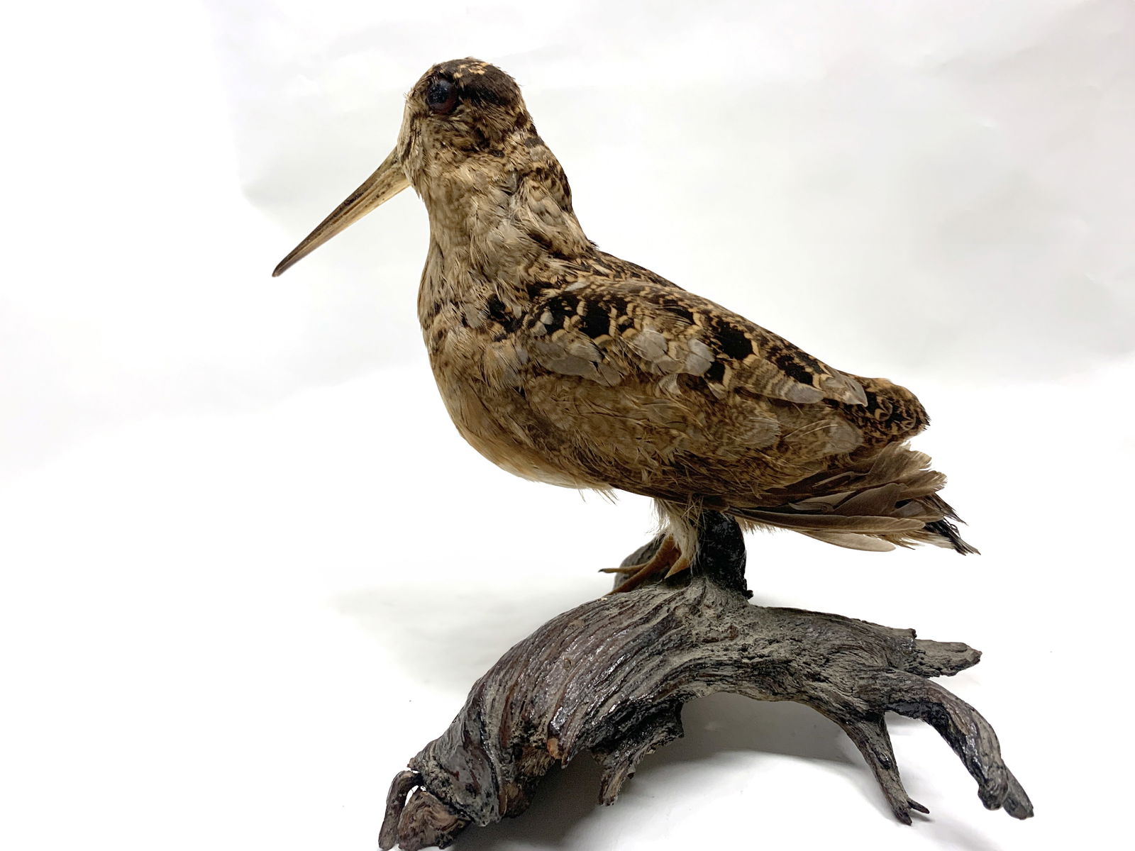 Bécasse d’Amérique naturalisée (taxidermie) (1 of 2)