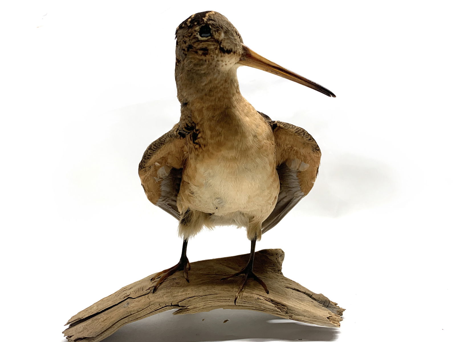 Bécasse d’Amérique naturalisée (taxidermie) (1 of 2)