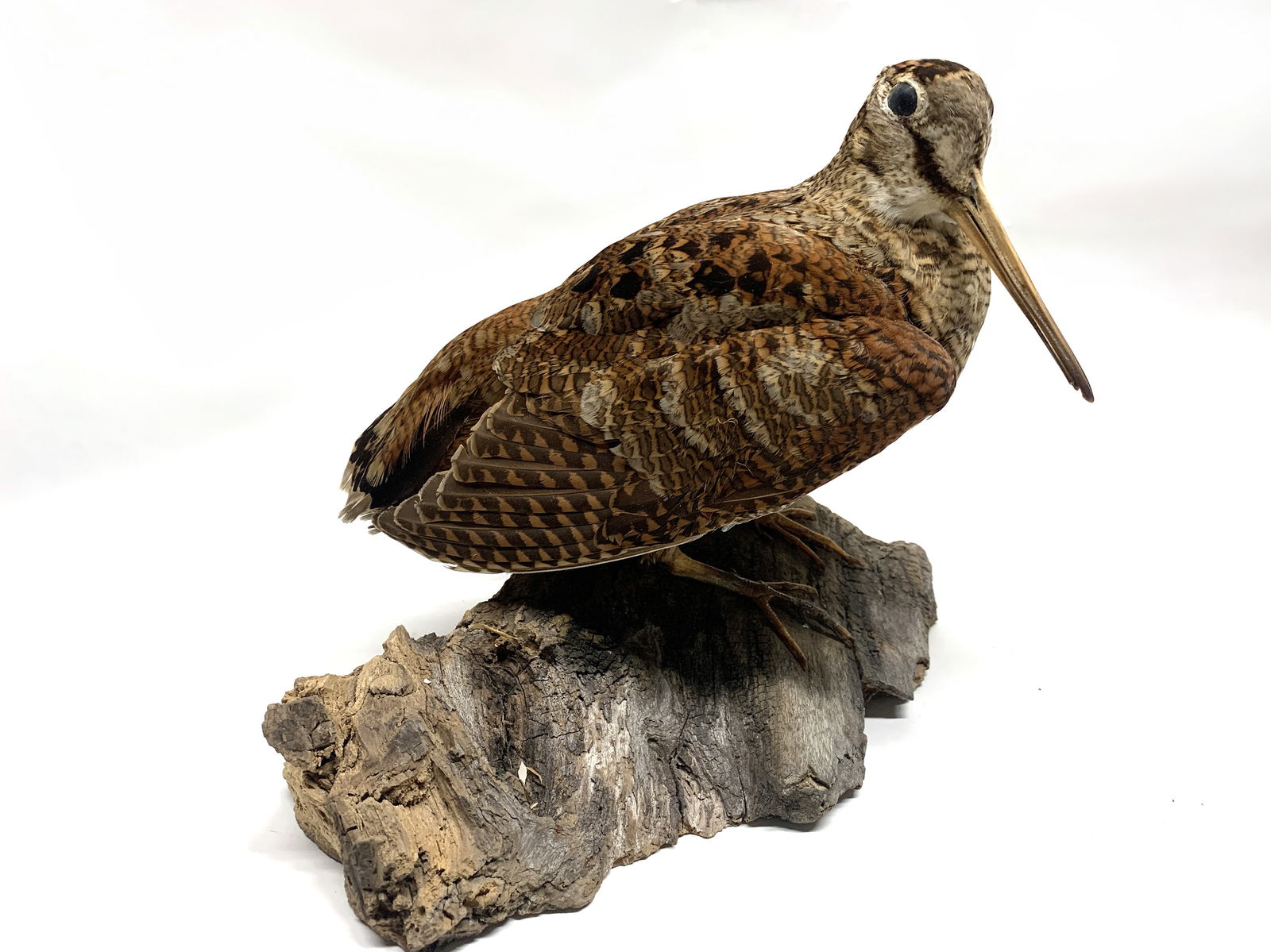 Bécasse d’Amérique naturalisée (taxidermie) (1 of 2)