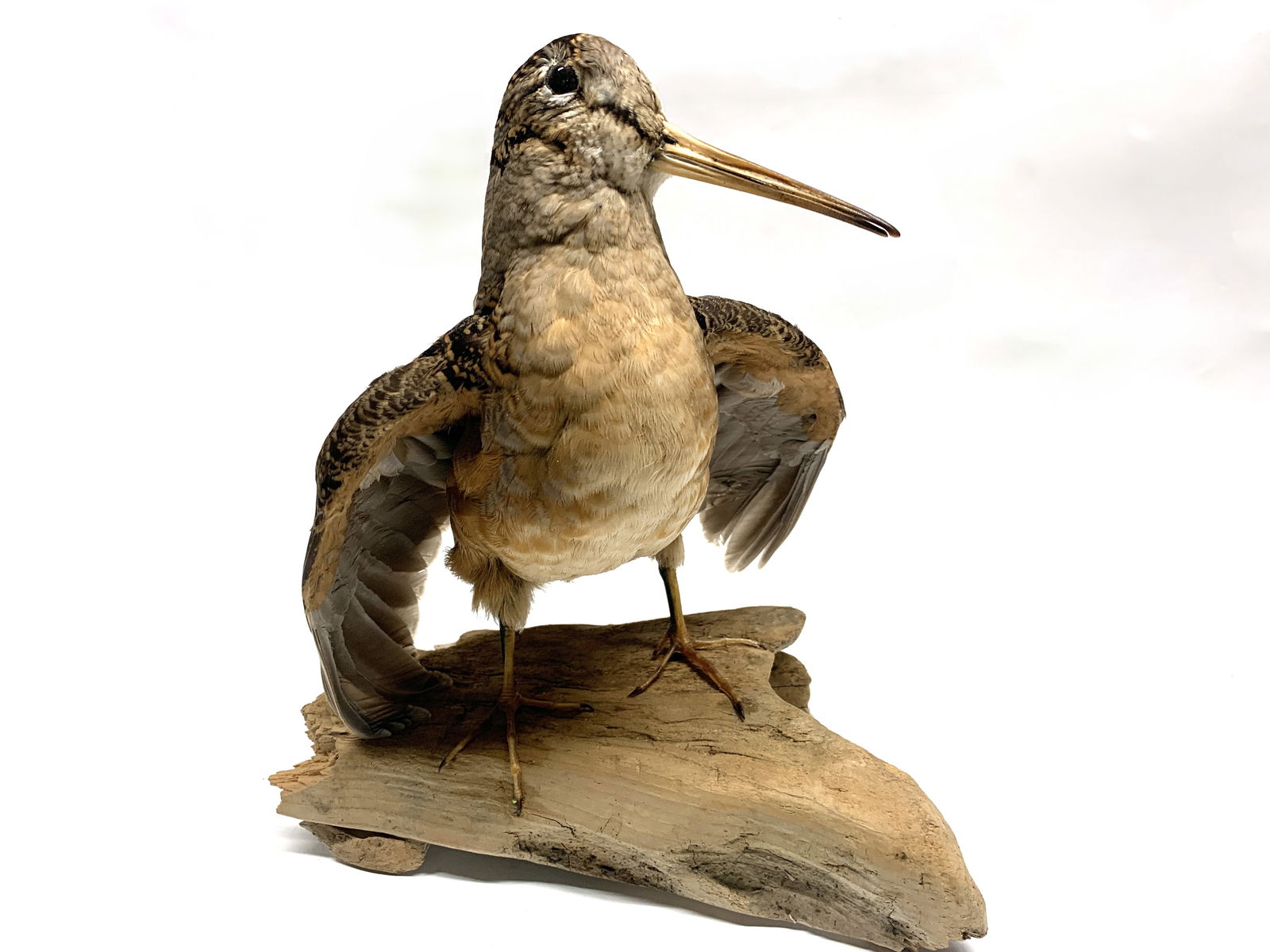 Bécasse d’Amérique naturalisée (taxidermie) (1 of 2)