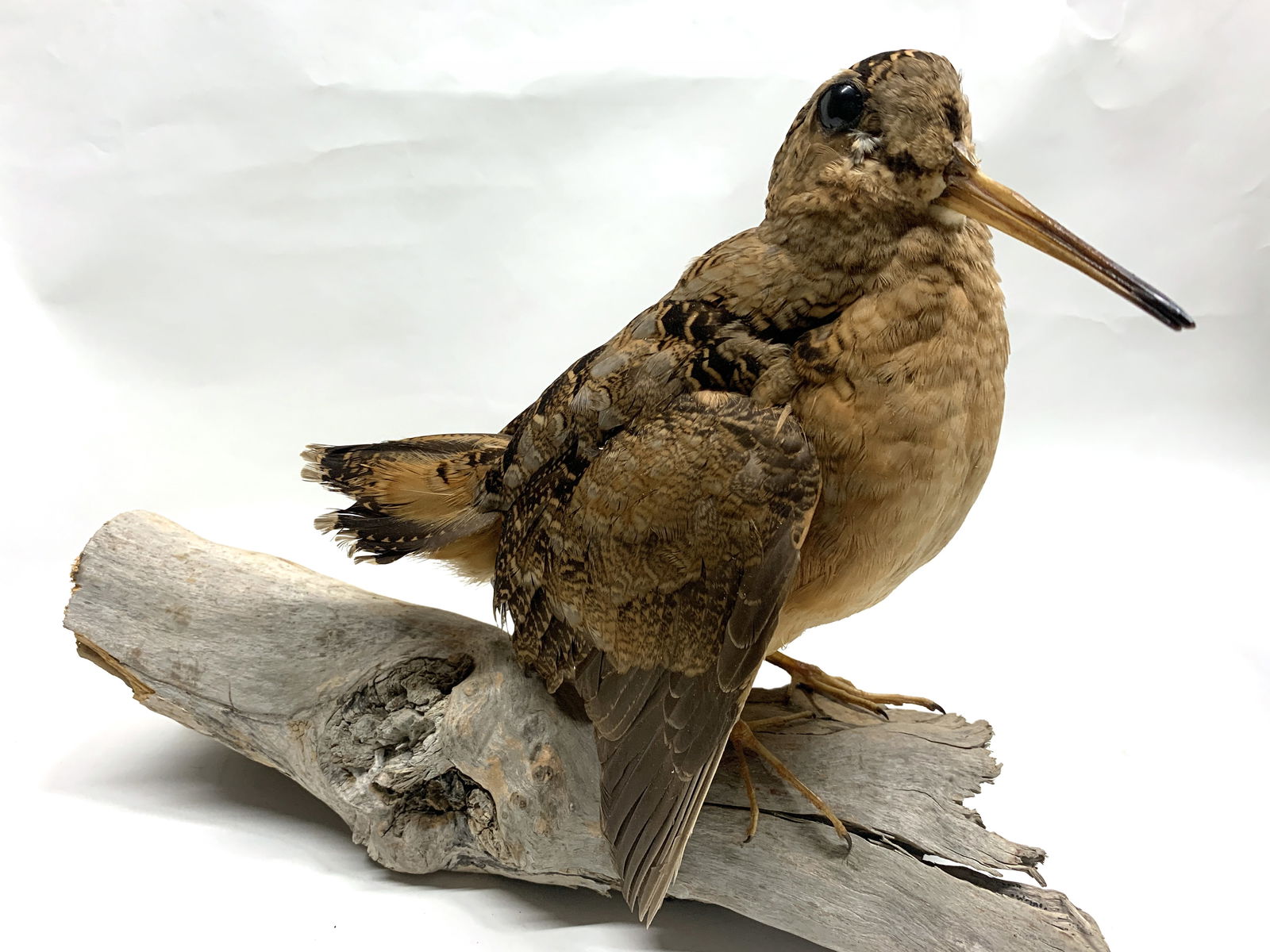 Bécasse d’Amérique naturalisée (taxidermie) (1 of 2)
