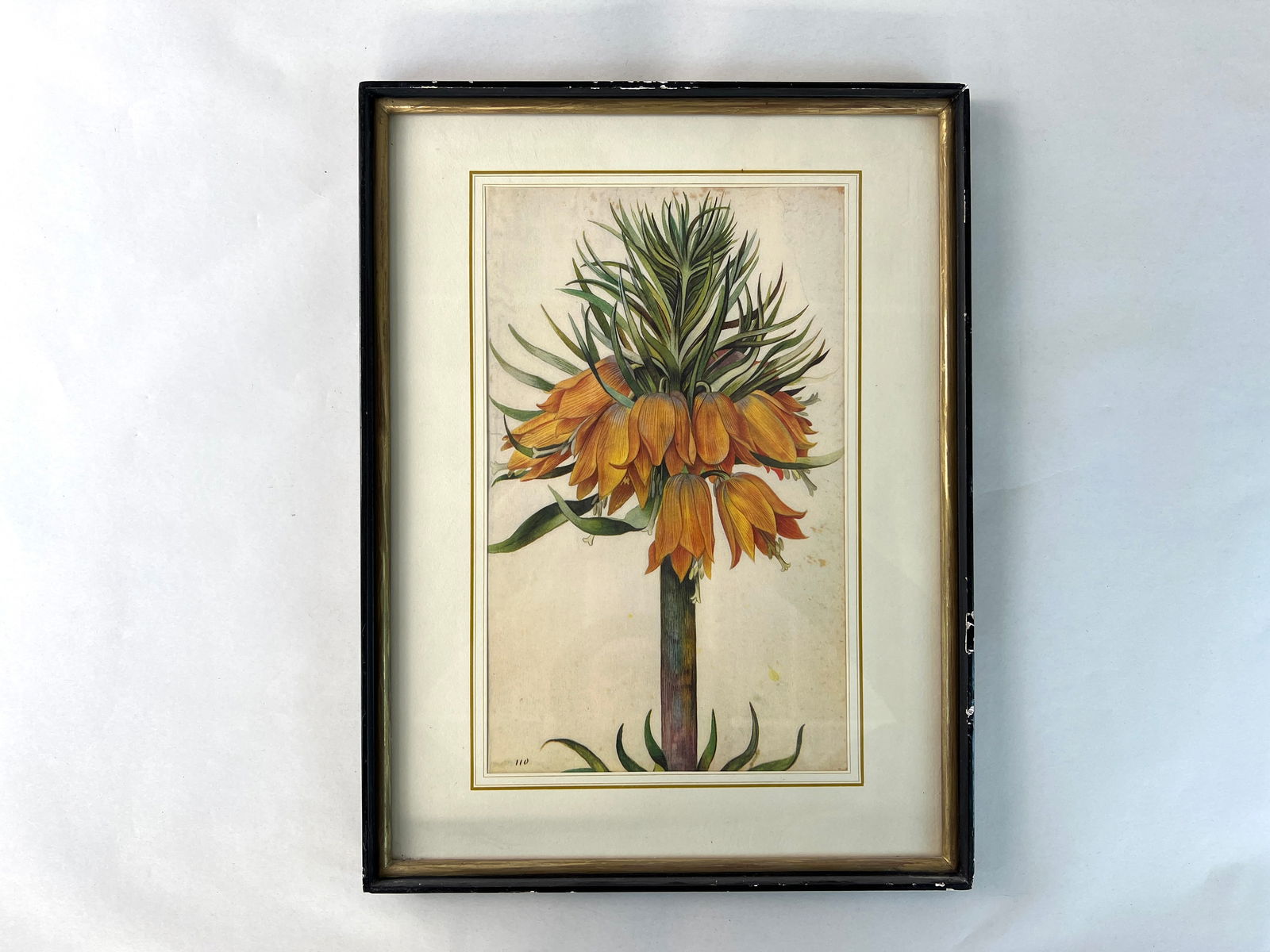 GEORG FLEGEL PRINT: Dimensions: H 16” x W 12”. Georg Flegel Sechs Aquarelle framed print.