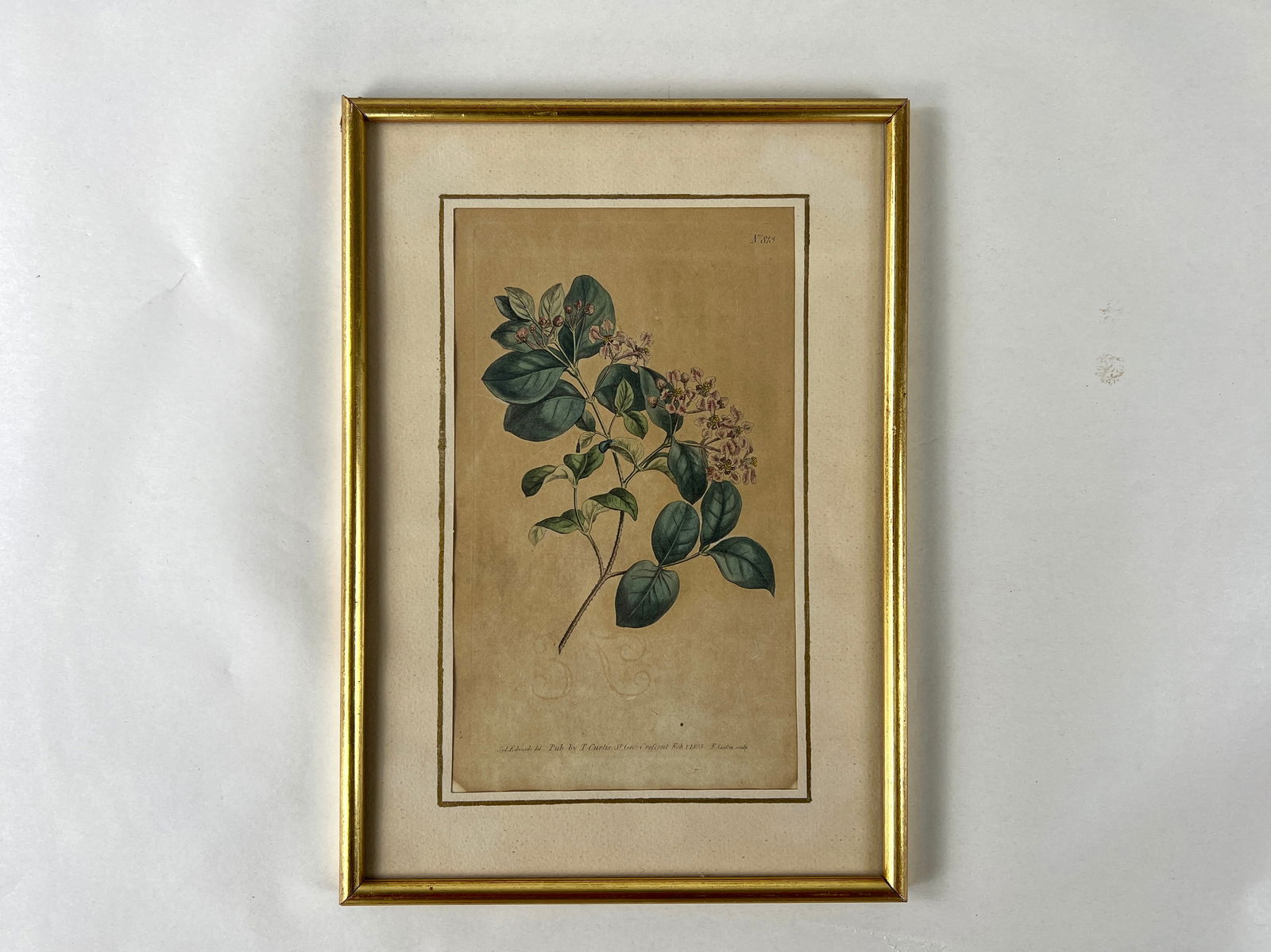 ANTIQUE FLORAL BOTANICAL ETCHING BY T. CURTIS, 1805 (1 of 5)