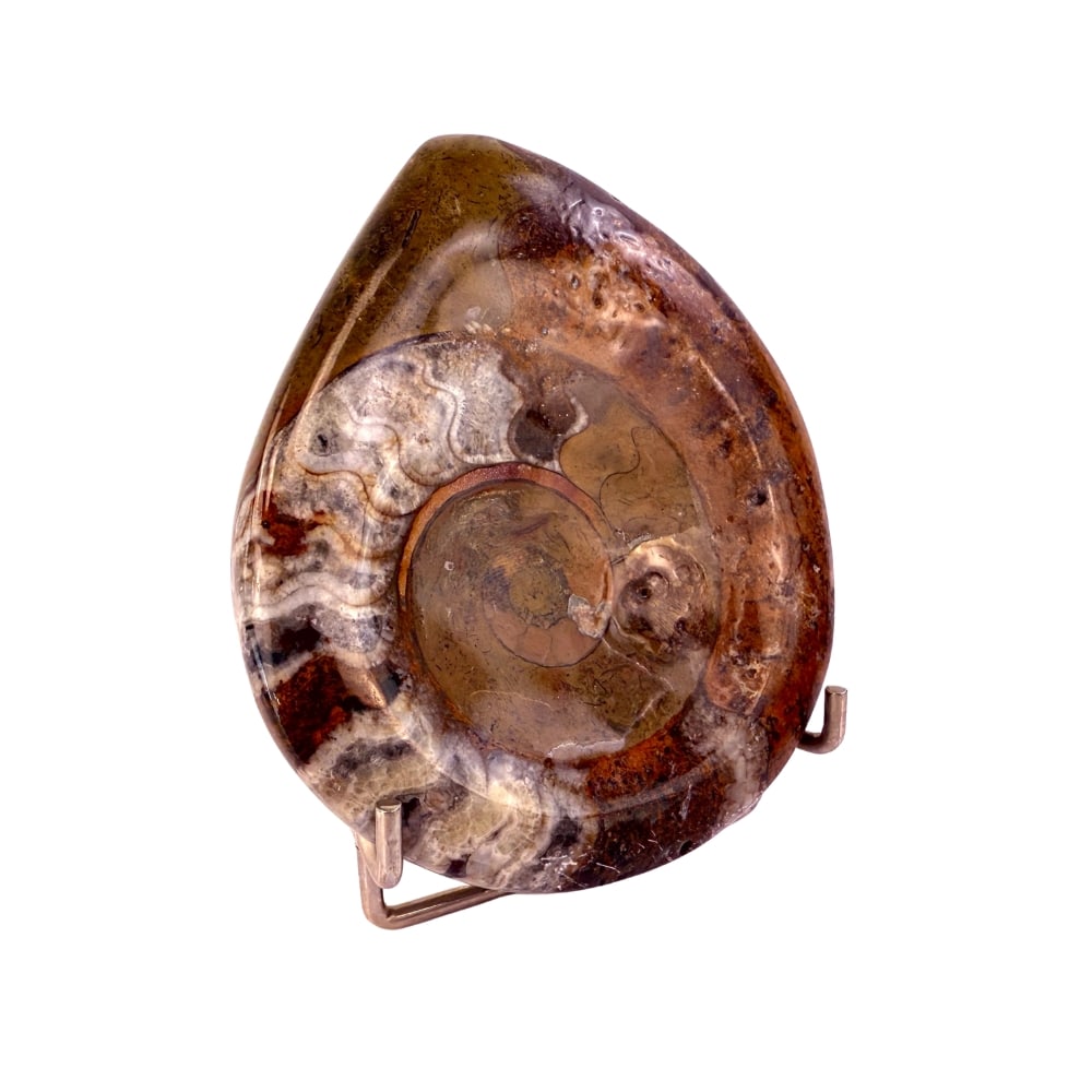NATURAL AMMONITE FOSSIL: Dimensions: W 4”/ 249g. Natural polished ammonite fossil.