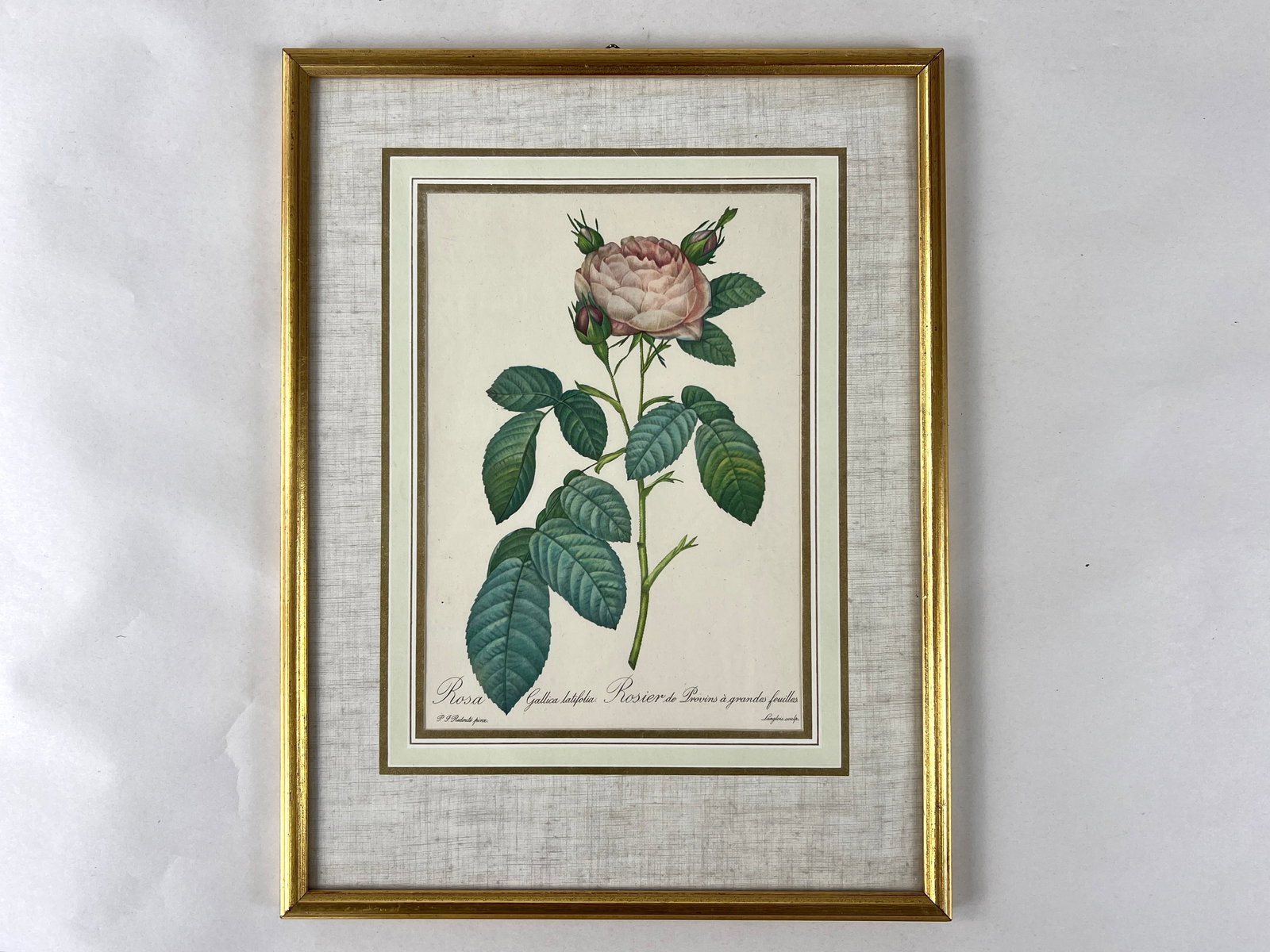 P. J. REDOUTE ROSE LITHOGRAPH: Dimensions: H 12.7” x W 9.7”. Vintage framed P. J. Redoute Rosa Gallica lithograph.