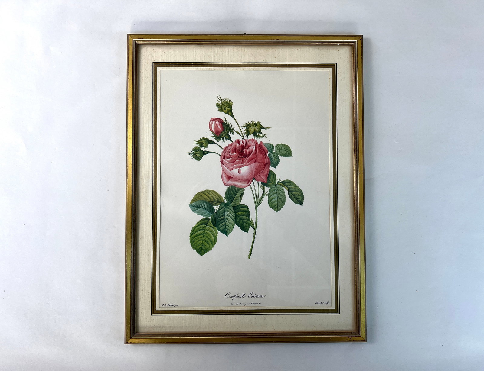 P. J. REDOUTE ROSE LITHOGRAPH: Dimensions: H 17.3” x W 13.3”. Vintage P. J. Redoute framed Rosa Centifolia lithograph.
