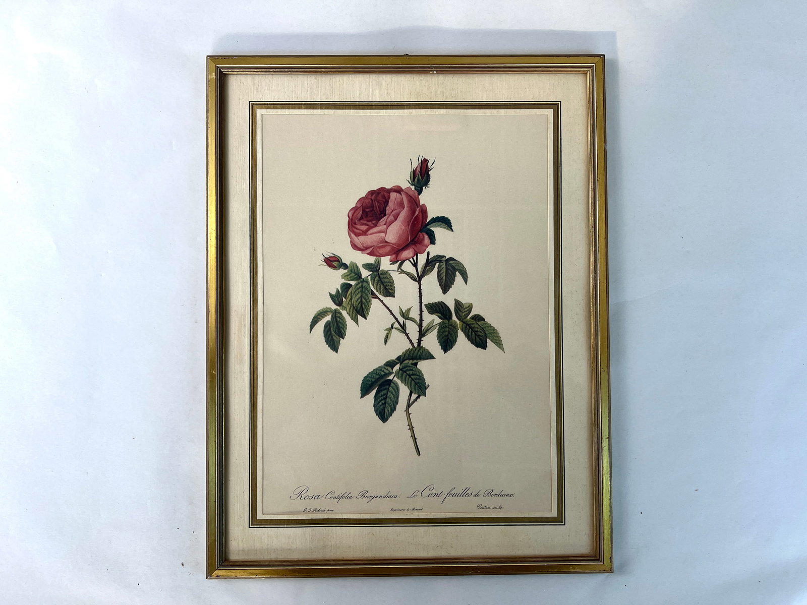 P. J. REDOUTE ROSE LITHOGRAPH (1 of 5)