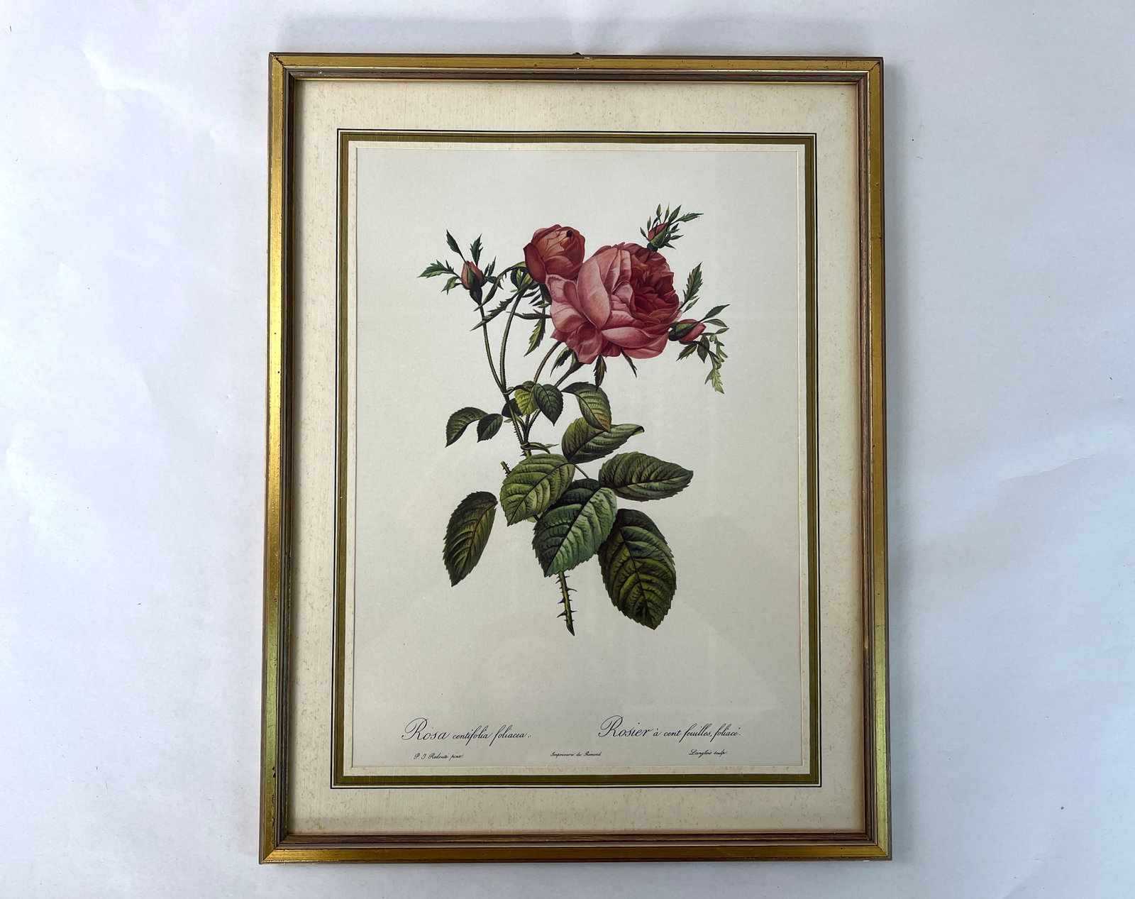 P. J. REDOUTE ROSE LITHOGRAPH (1 of 5)
