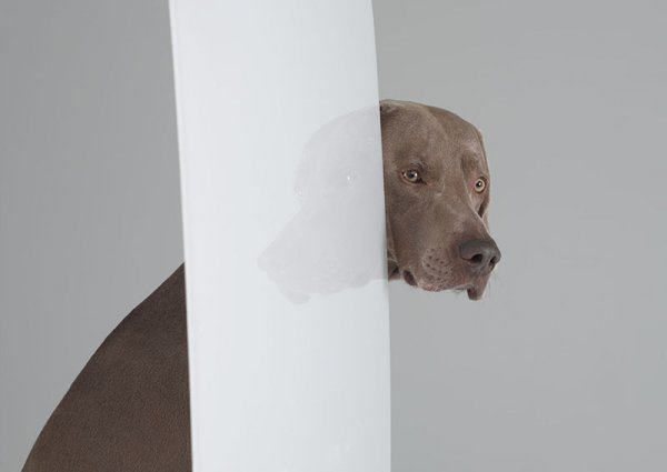 William Wegman