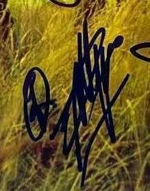Pearl Jam Fully Group Signed 8" x 10" Photo (5 Sigs) (Beckett Authentication) - 2