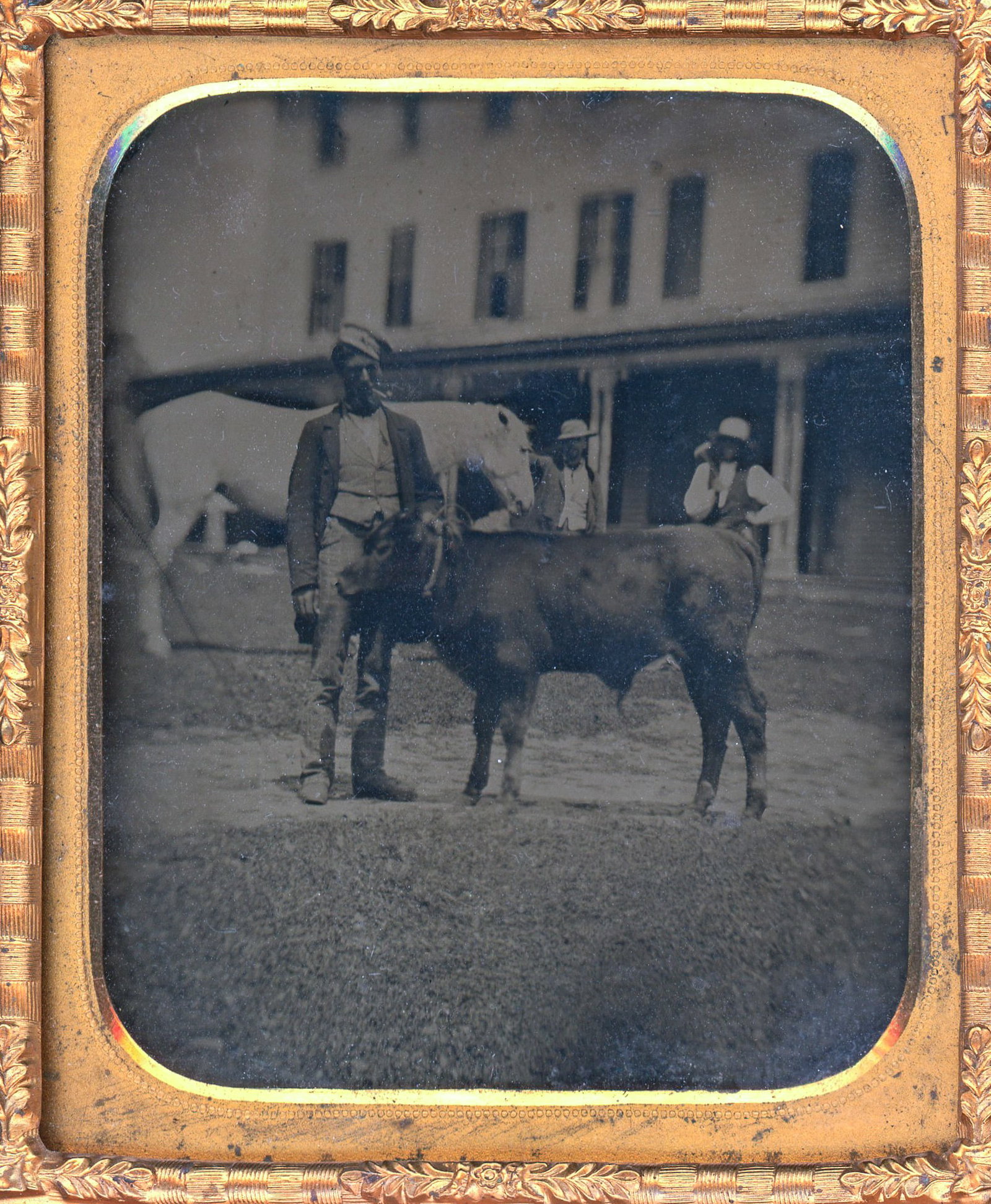 An Ambrotype Outdoor Scene with a Farmer and Prize Calf: An intriguing uncased sixth plate ambrotype outdoor scene, where a farmer proudly showcases his prize calf. The backdrop features a timeless setting with a frontier aesthetic, complete with a white ho