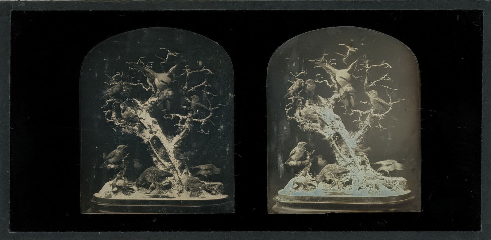 Stereo Daguerreotype of Tree Branch with Numerous Taxidermy Birds: A stunning stereo daguerreotype capturing a tree branch adorned with numerous taxidermy birds by the house of A Bertrand. This exquisite stereoview offers a captivating glimpse into the past, showcasi