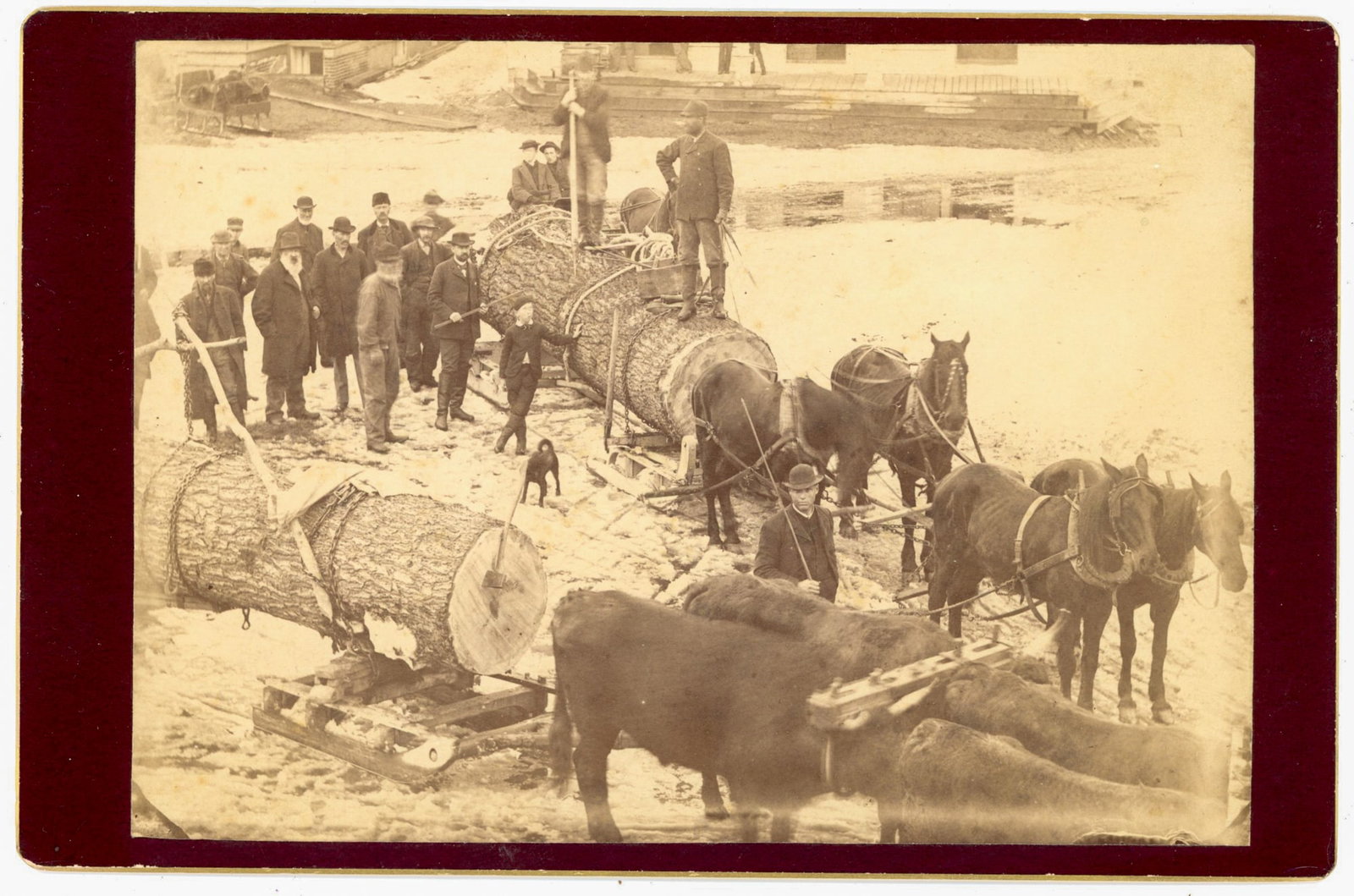 Cabinet Card, Loggers Hauling Massive Old-Growth Timber: The image is a cabinet card albumen photograph depicting a logging scene with a large group of men, teams of horses, and extraordinarily large felled logs being hauled on sleds. The setting appears ou