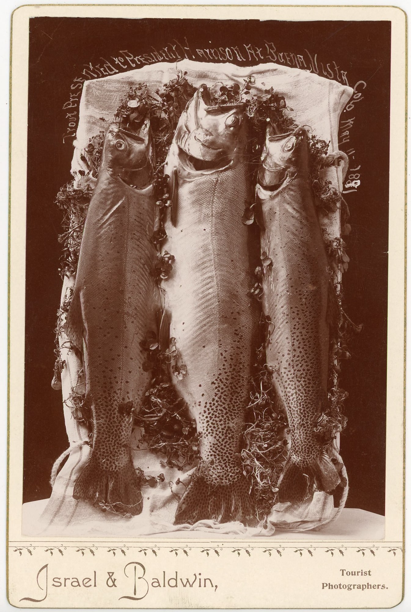 Cabinet Card of Trout Presented to the President at Buena Vista, CO (1 of 2)