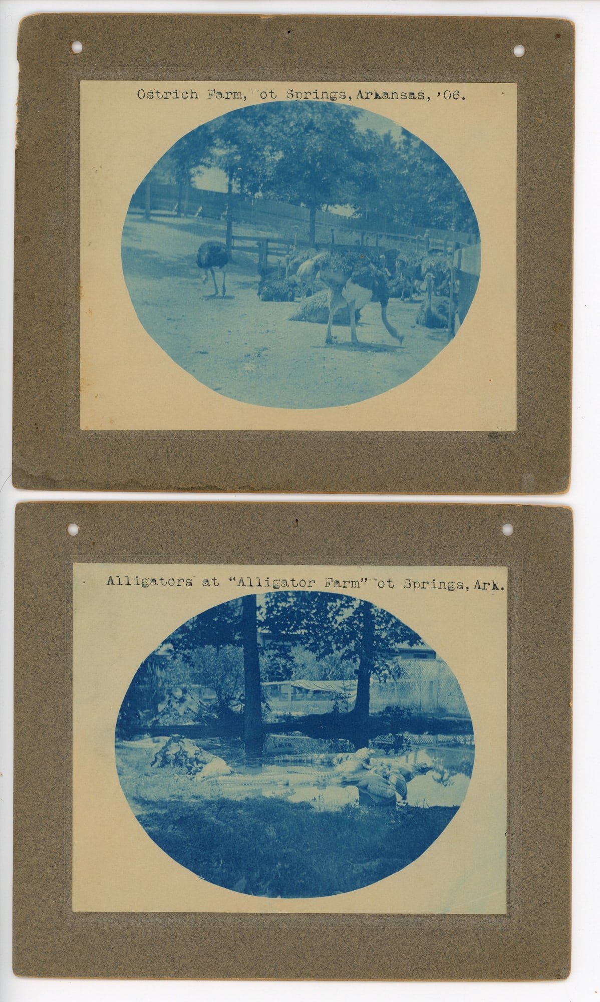 Ostrich and Alligator Farms in Hot Springs, Arkansas, Cyanotypes (1 of 3)