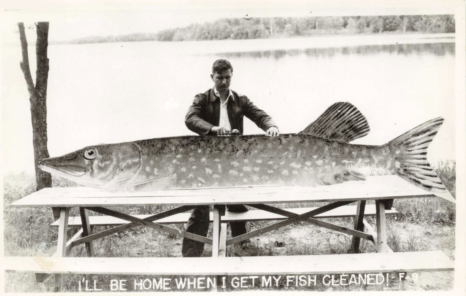 RPPC Exaggeration Man with Giant Pike Novelty Fish Photo: Real photo exaggeration postcard showing a man posed outdoors beside an enormous fish placed across two wooden supports. The fish was added to appear to be a large pike or similar species displayed ho