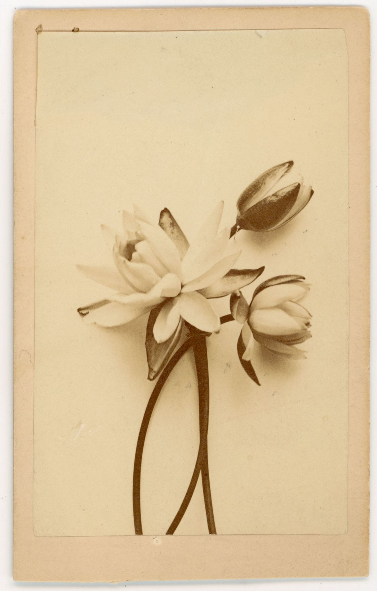 CDV Botanical Study White Water Lily, J.E. Tilton and Co., Boston (1 of 2)