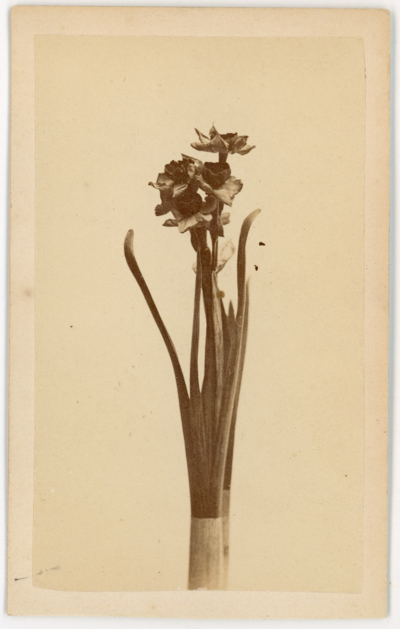 CDV Botanical Study Paperwhite Narcissus, J.E. Tilton and Co., Boston: A cut stem of Narcissus tazetta, commonly known as paperwhite or bunch-flowered narcissus, is the subject of this albumen carte-de-visite published by J.E. Tilton and Co., Manufacturers and Importers 