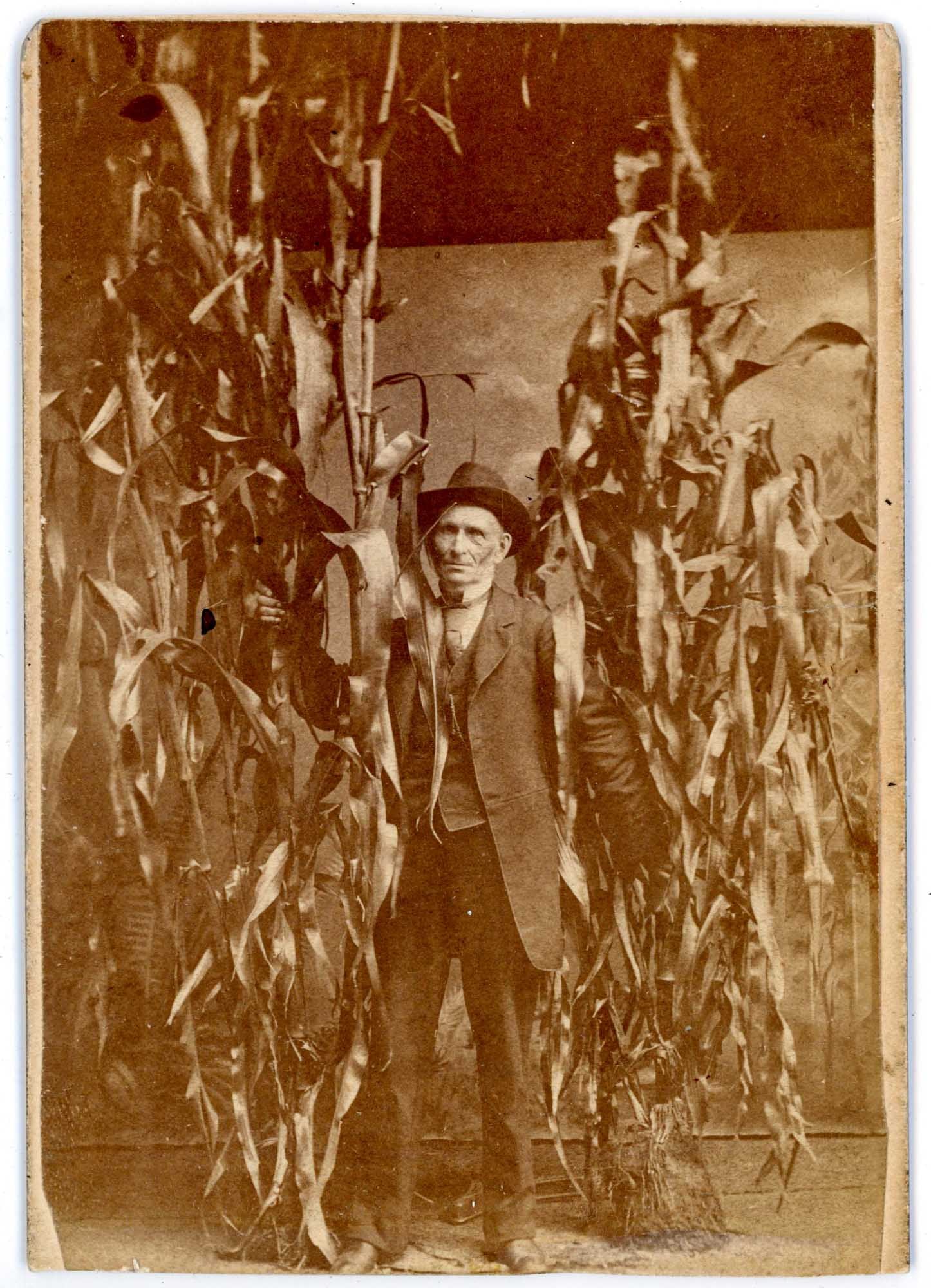 Cabinet Card, Unidentified Man with Corn Stalks, Westfield MA (1 of 2)