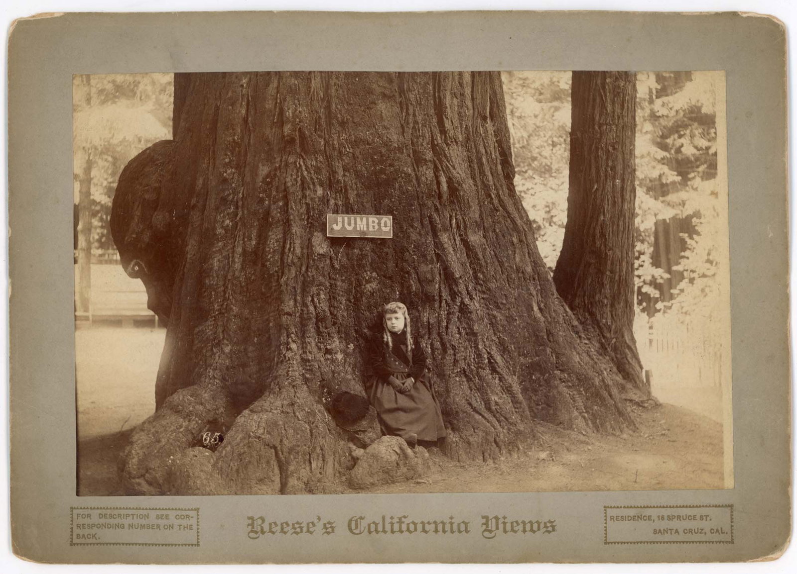 Cabinet Card, Jumbo Big Tree, Santa Cruz, Reese's Cal. Views: A young girl seated at the massive base of a named coast redwood identified as "Jumbo" is the subject of this albumen print cabinet card from Reese's California Views, Santa Cruz, California, copyrigh