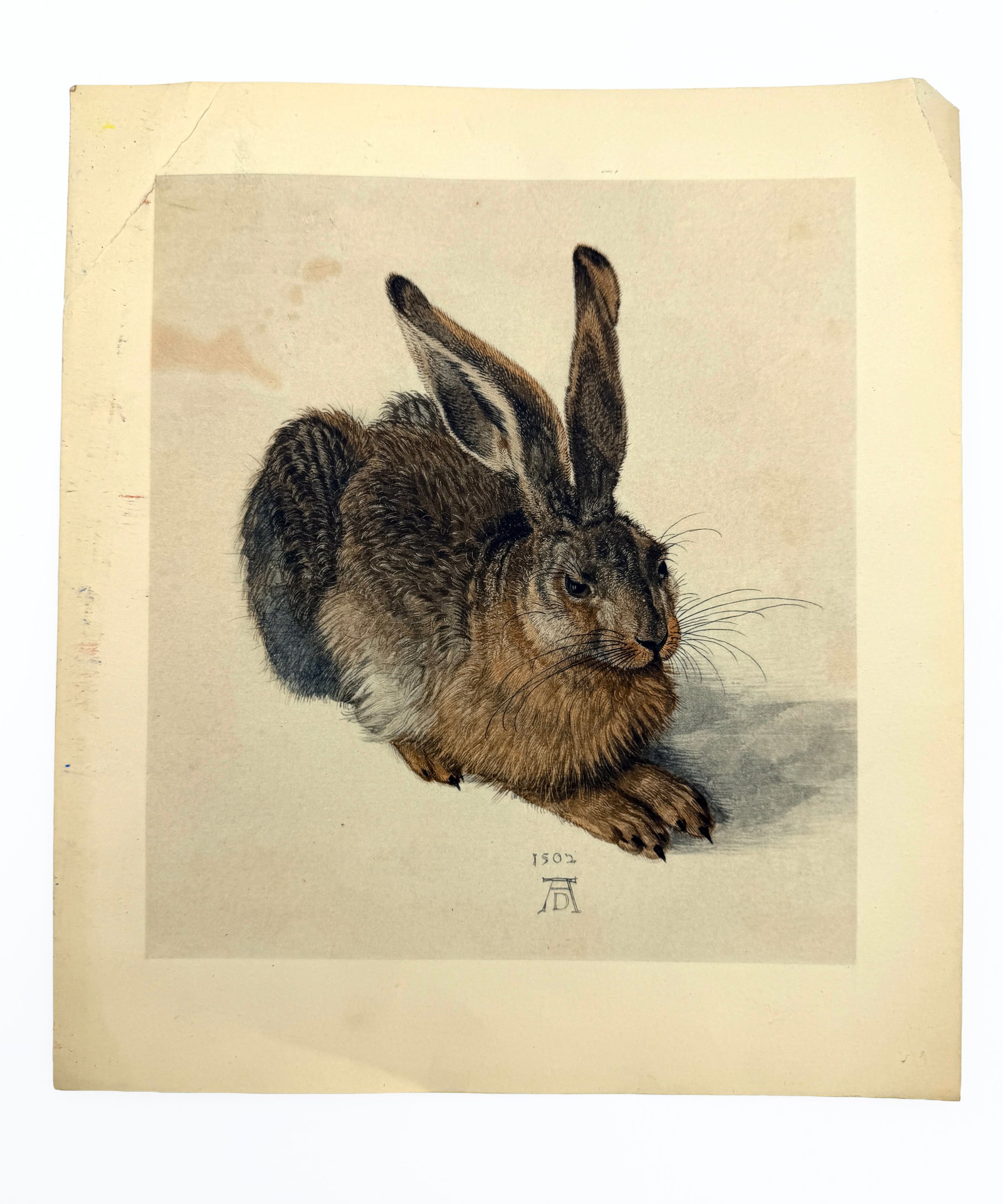 Albrecht Durer Young Hare Vintage Print (1 of 1)