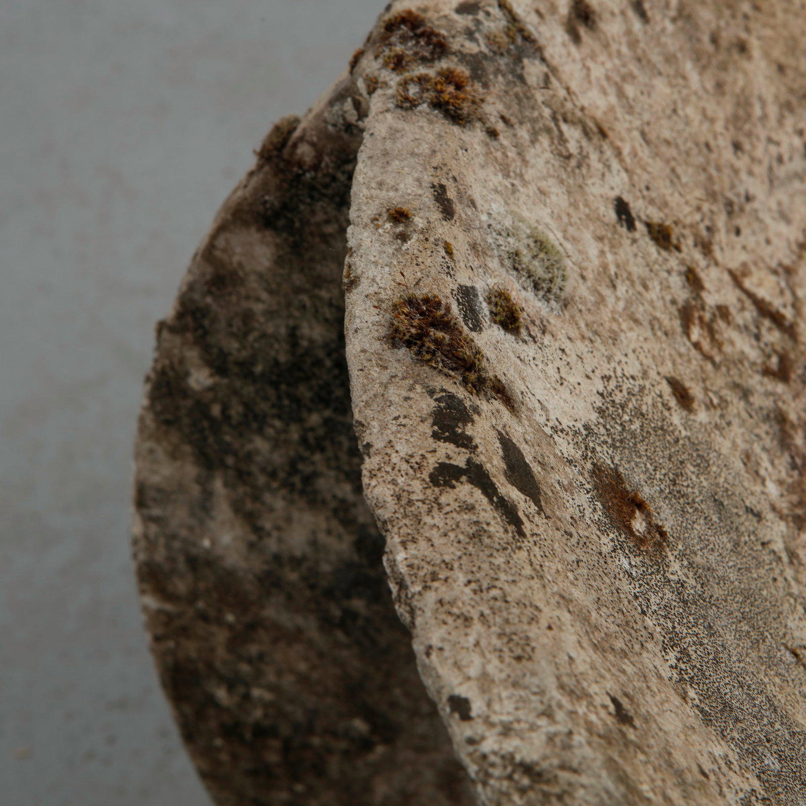 Willy Guhl, Freefrom Planter, 1960s - 14