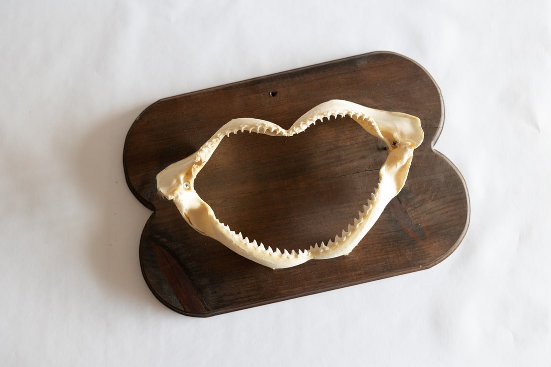 Shark Jaw Mount (1 of 2)
