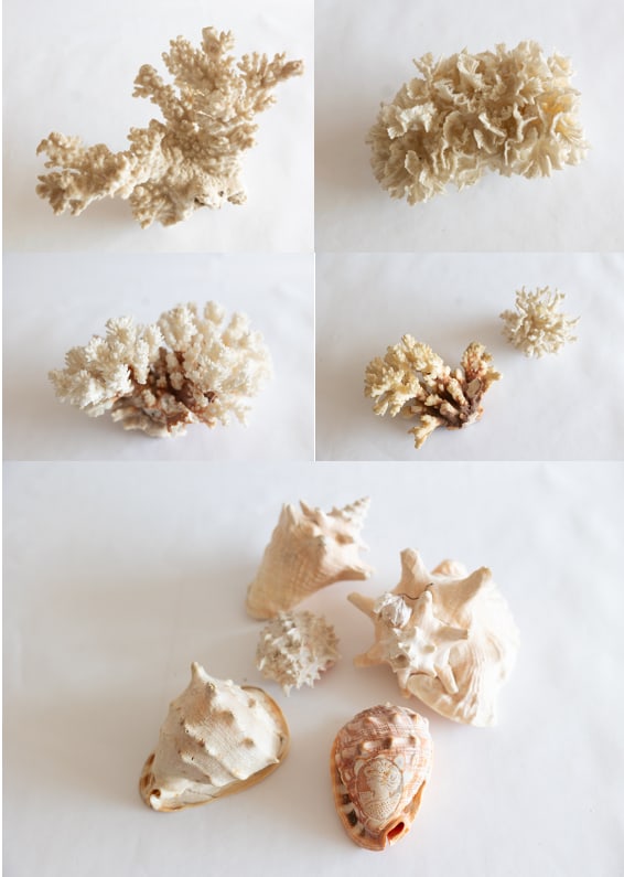 Collection of Coral and Sea Shells (1 of 8)