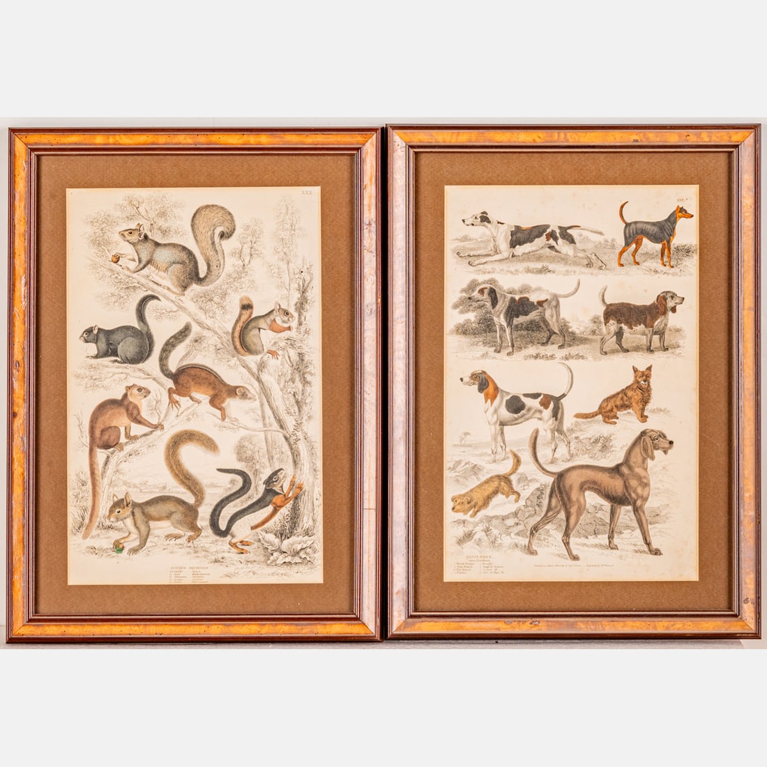 Two Framed Prints Pertaining to Dogs and Squirrels (1 of 4)