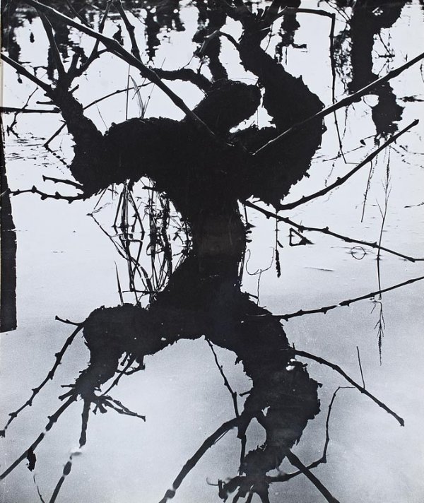 "LUCIEN CLERGUE (Né en 1934)Vignes, c.1960.Tirag