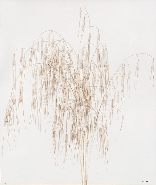 "DENIS BRIHAT (Né en 1928)Etude d'épis de seigle