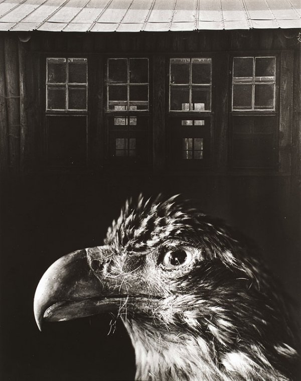 "JERRY UELSMANN (né en 1934)Bless our home and e