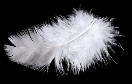 FORREST GUMP (1994) - Forrest Gump's (Tom Hanks) Feather