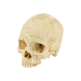 DJANGO UNCHAINED (2012) - Old Ben's Skull