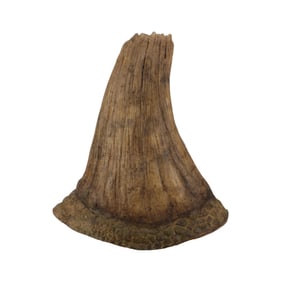 JURASSIC WORLD (2015) - Broken Triceratops Horn