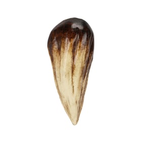 JURASSIC WORLD (2015) - Indominus Rex Tooth