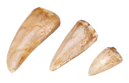 JURASSIC PARK (1993) - Set of Three Tyrannosaurus Rex Teeth