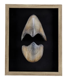 THE LOST WORLD: JURASSIC PARK (1997) - Framed Baby Triceratops Beak
