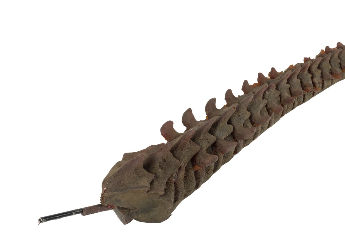 ALIEN3 (1992) - Royal Facehugger Tail - 4