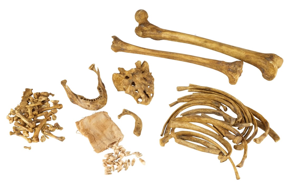 BLADE RUNNER 2049 (2017) - Rachael's Skeleton Remains: BLADE RUNNER 2049 (2017) - Rachael's Skeleton Remains - Rachael's skeleton remains from Denis Villeneuve's Blade Runner 2049. Blade Runner Officer K (Ryan Gosling) discovered the remains of a woman